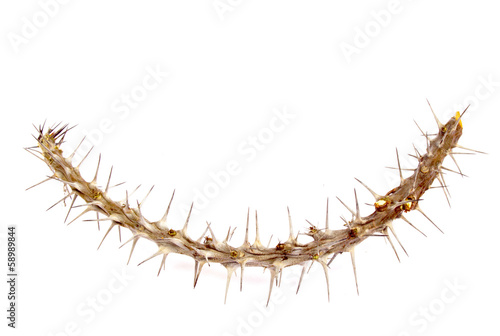 Piece Of Branch Covered In Long Prickly Thorns