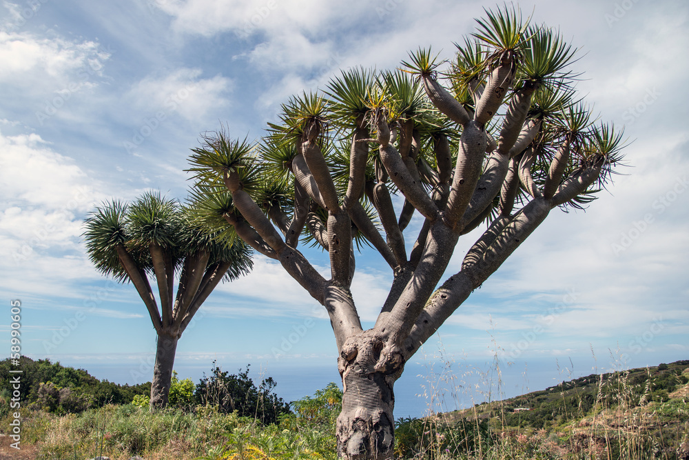 La Palma 2013 - Drachenbaum