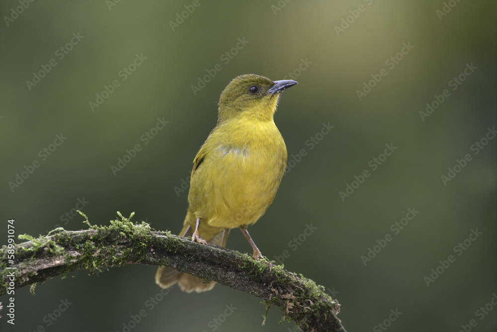 Olive-green tanager, Orthogonys chloricterus Olive-green tanager, Orthogonys chloricterus