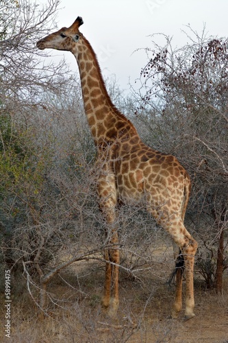Canvas Print giraffe 89