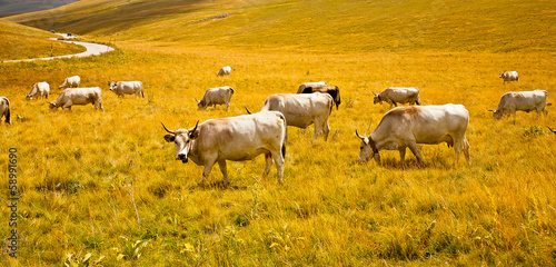 vallata montagna italia con animali bovini