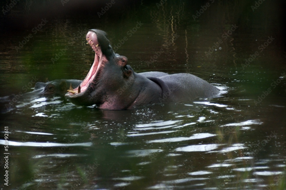 Fototapeta premium hippo mouth 2