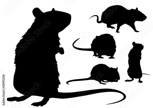 Ratte