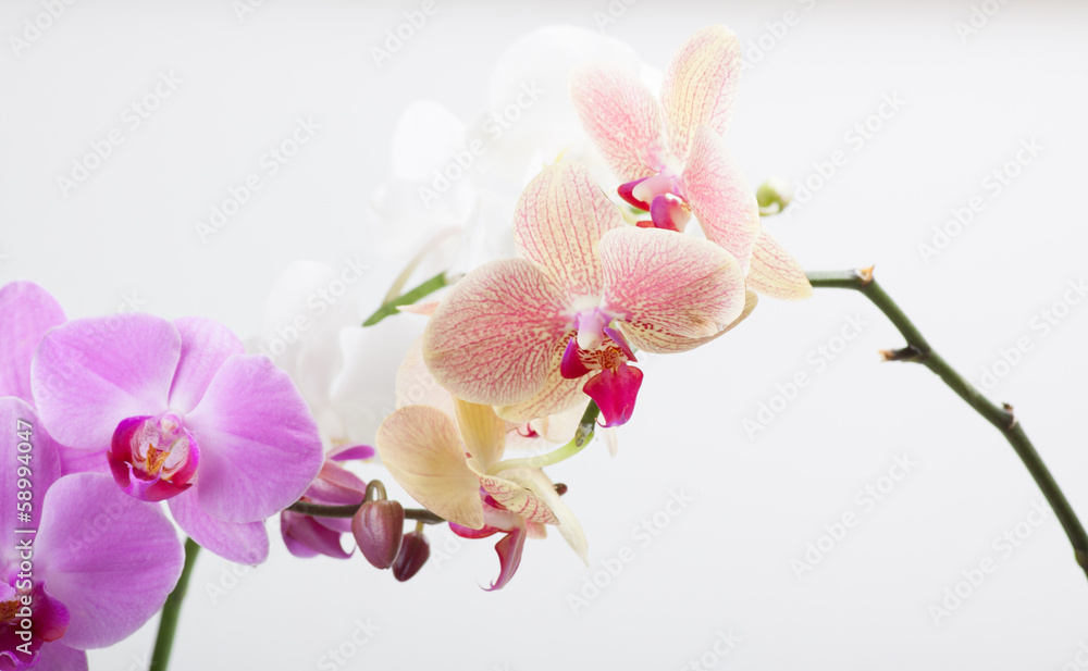 orchid, isolated on white orchid, isolated on white