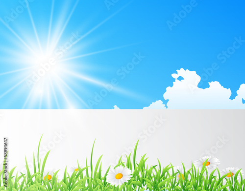 field of daisies with bright sun
