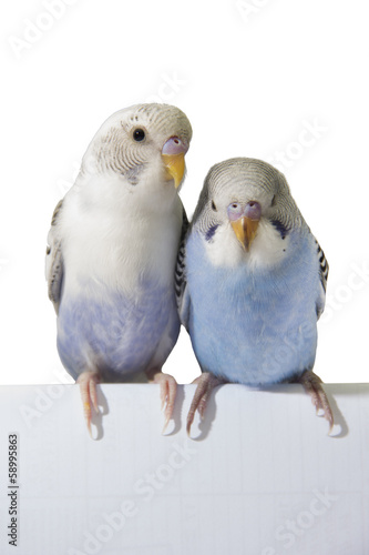 two birds are on a white background