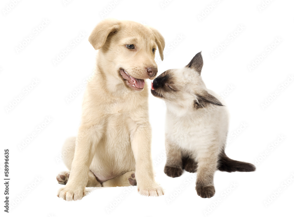 cat and dog friendship cat and dog friendship