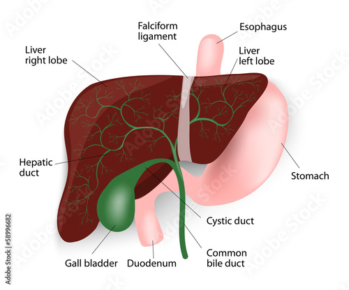 Liver, gallbladder, esophagus, stomach and duodenum photo