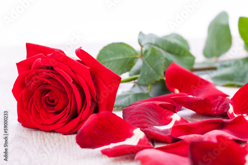 wundersch  ne rote rose nahaufnahme makro