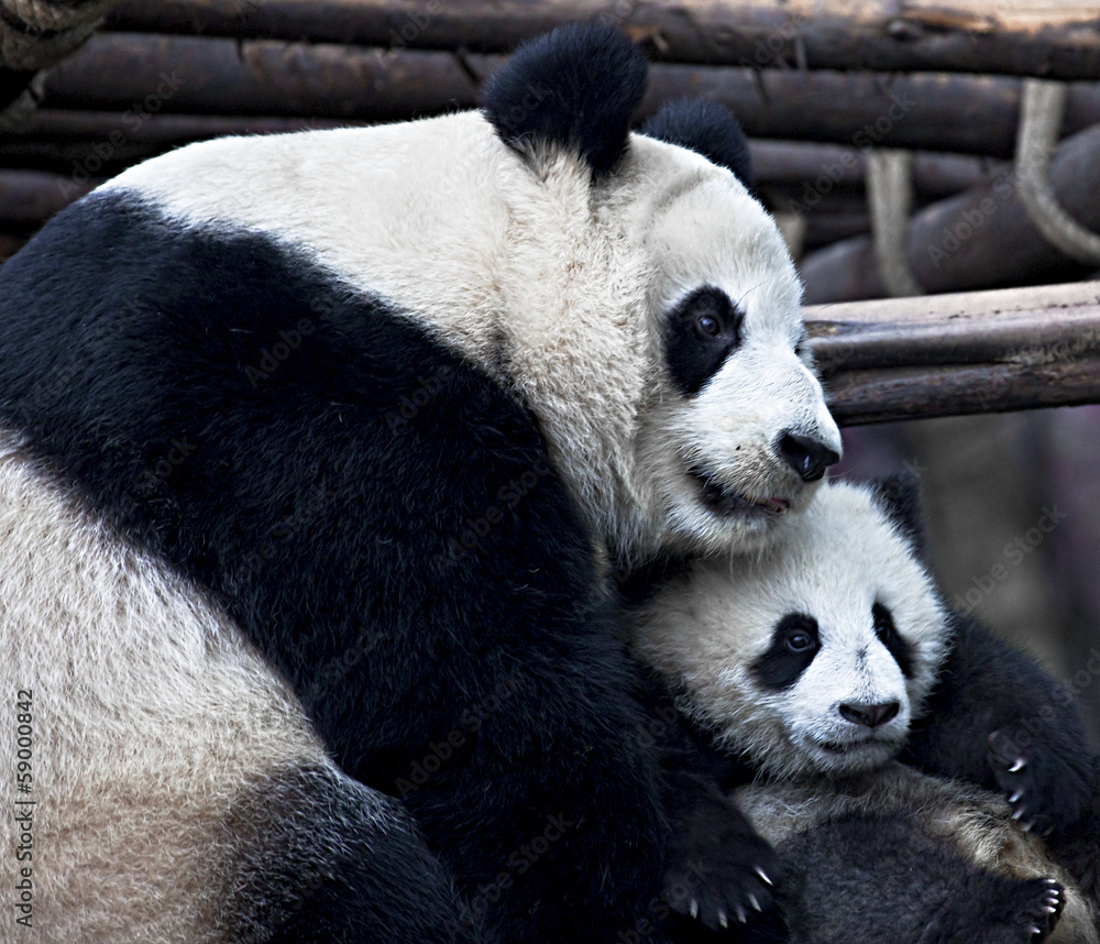 Naklejka premium Mama Panda przytulająca swoje dziecko