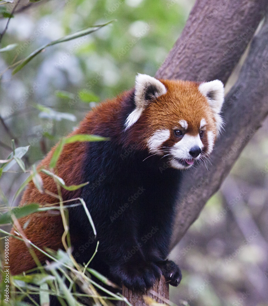 The Red Panda The Red Panda