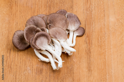 mushroom - Indian Oyster