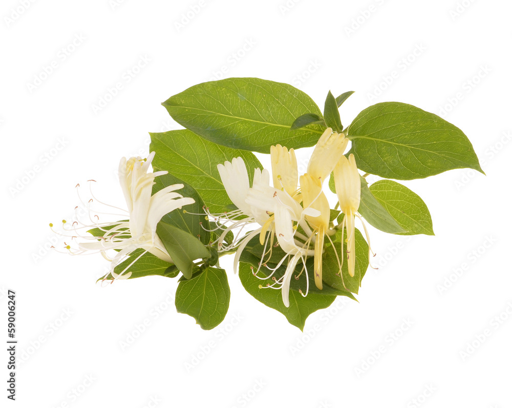 Obraz premium Sprig of honeysuckle with white flowers and green leaves