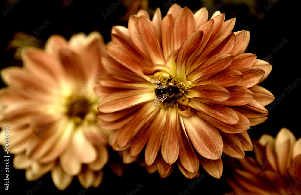 Aster is a genus of flowering plants in the family Asteraceae - obrazy, fototapety, plakaty 