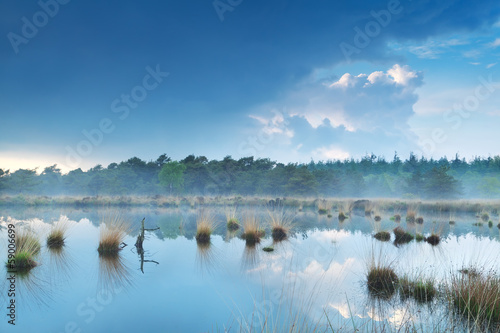 fog over swamp by forest