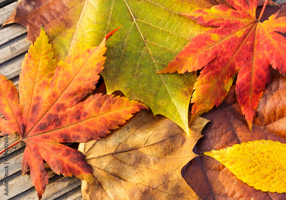 Maple leave in autumn Maple leave in autumn