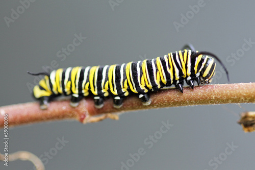 TIERE_1746_Schmetterling_Monarchfalter photo