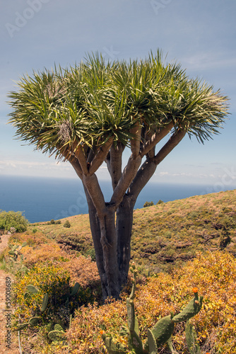 La Palma 2013 - Drachenbaum photo