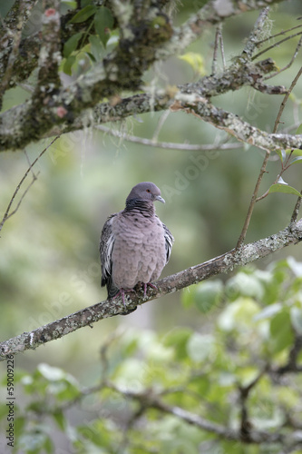 Picazuro pigeon, Columba picazuro