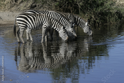 Plains zebra  Equus quaggai