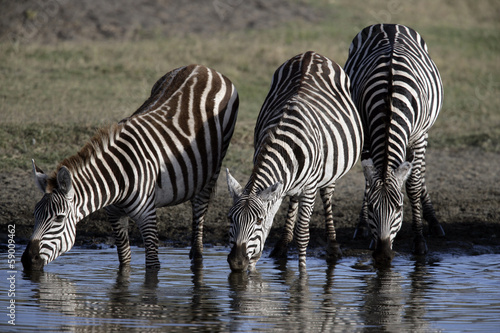 Plains zebra  Equus quaggai