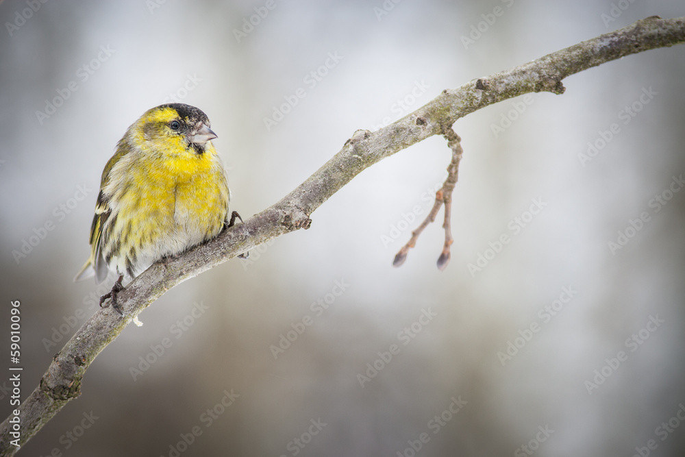 yellow bird yellow bird