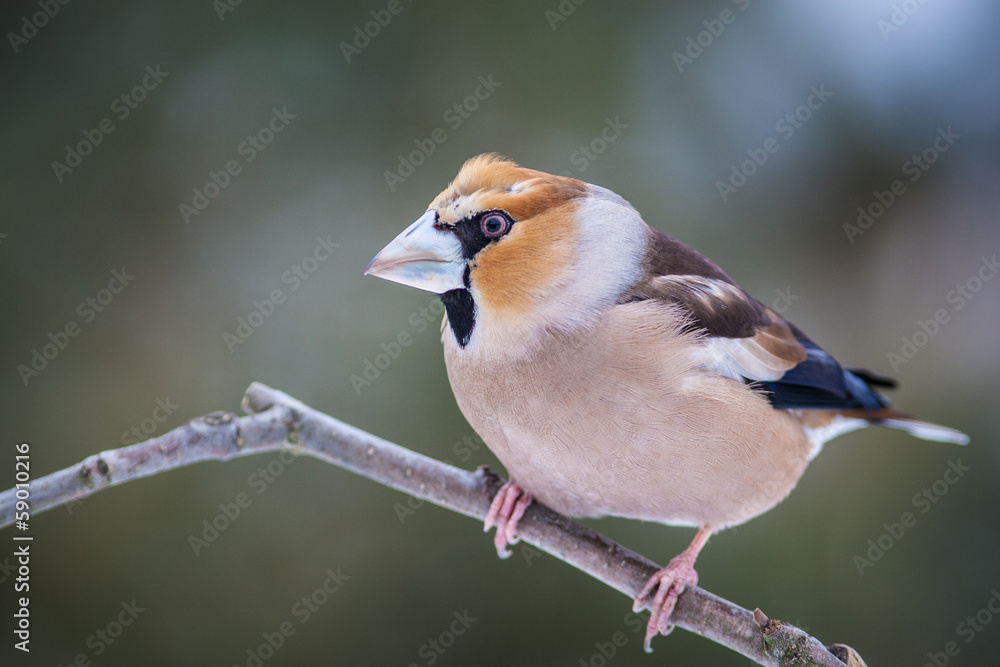 Hawfinch Hawfinch