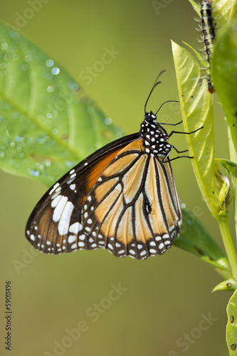 Common Tiger Butterfly © Fabio Lotti