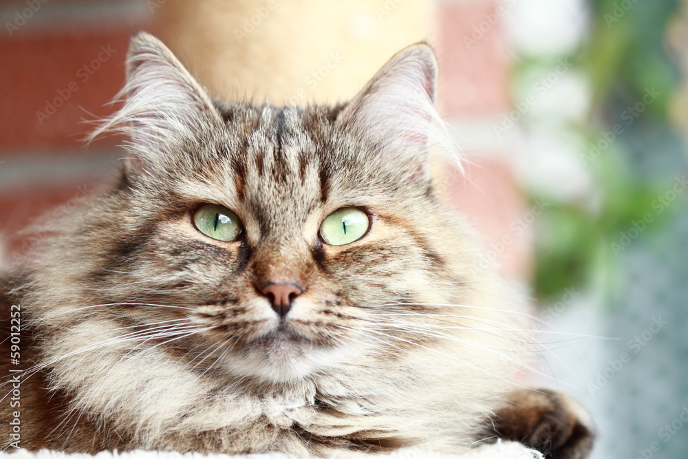 brown tabby tortie mackerel female of siberian cat Stock Photo Adobe Stock