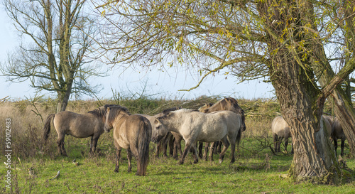 Wild Konik horses in a field with trees at fall