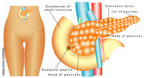 Human Duodenum pancreas