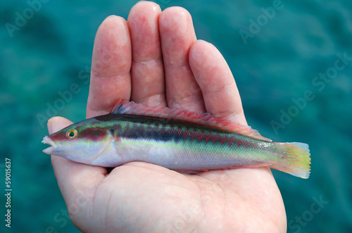 Mediterranean rainbow wrasse (Coris julis) in angler hand photo