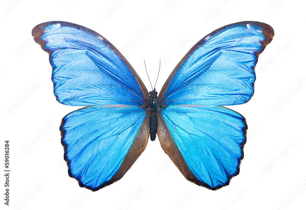 Obraz premium Butterfly Morpho Didius