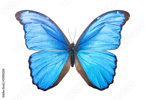 Butterfly Morpho Didius © Sailorr