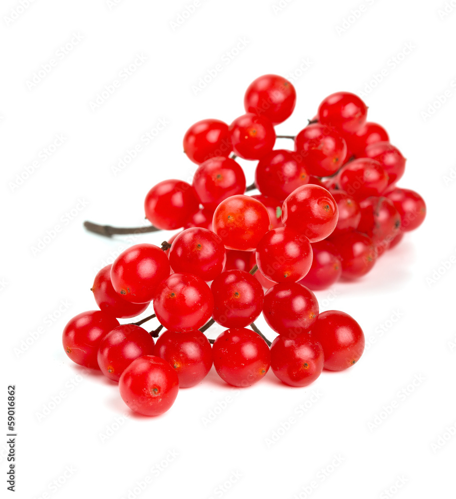 red berries of viburnum isolated on white red berries of viburnum isolated on white