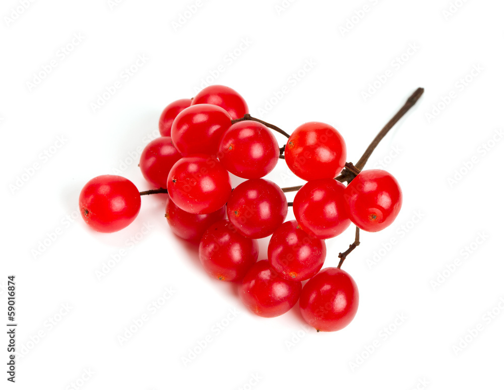 red berries of viburnum isolated on white