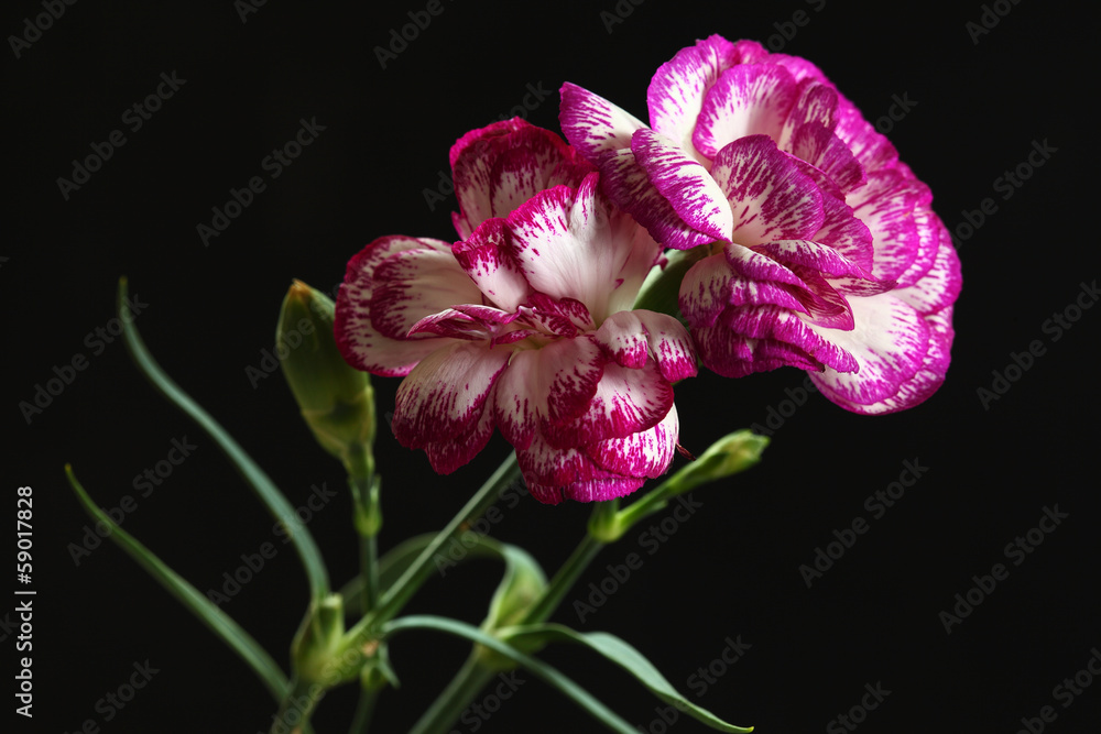 Fototapeta premium Carnation flower