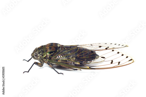 cicada isolated on white background © photothailand