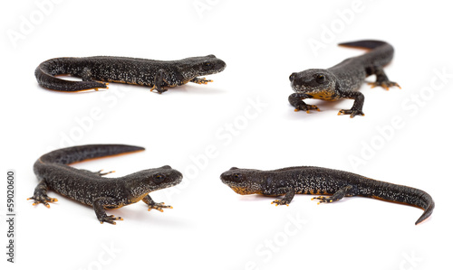 Fotografie, Obraz Photo set of great crested newt in isolated on white