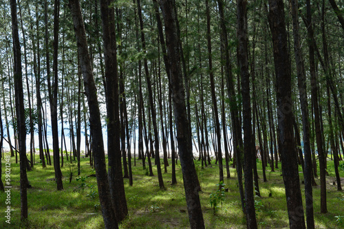 Pine(Common Ironwood) tree forest