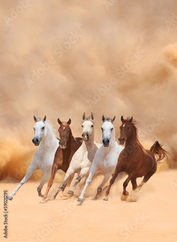 Horses in dust