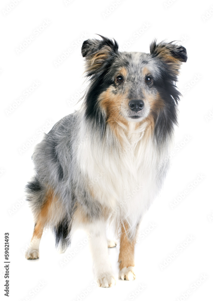 shetland dog shetland dog