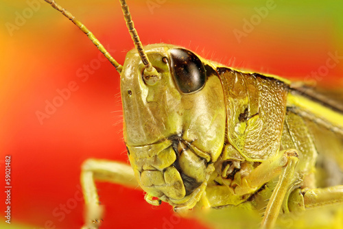 Grasshopper