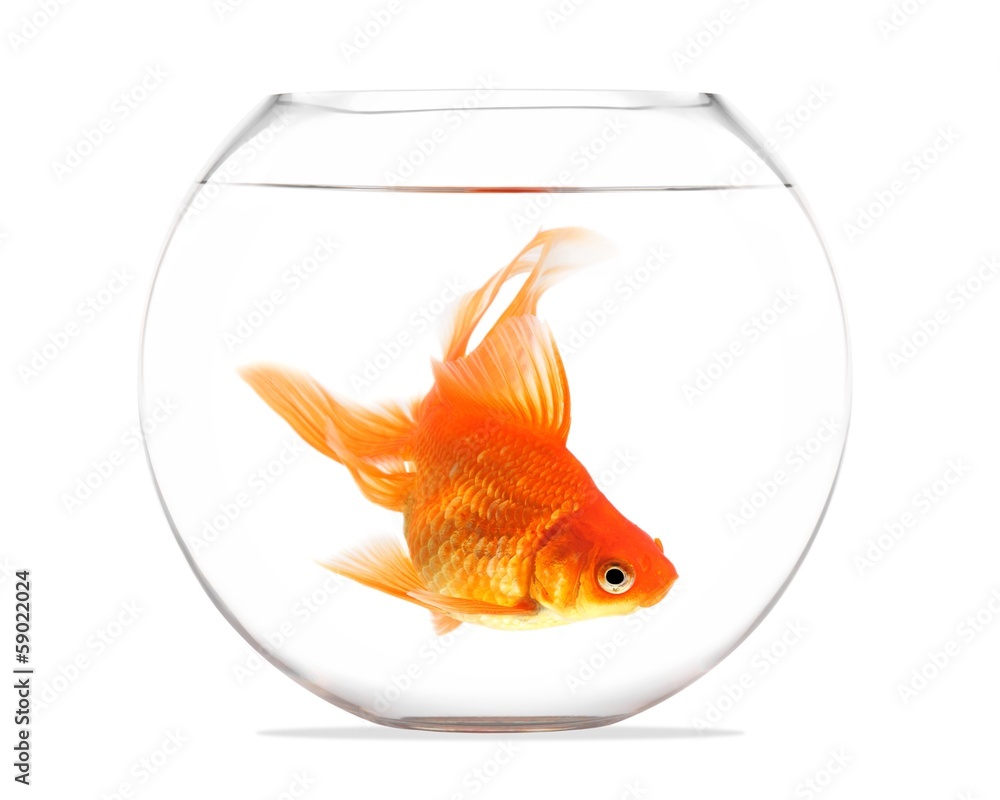 Obraz premium Goldfish floating in glass sphere