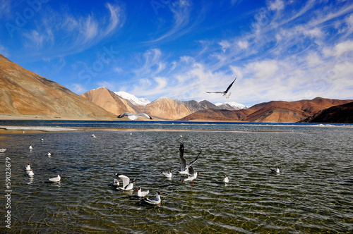 Sea gulls in Pangong Lake India