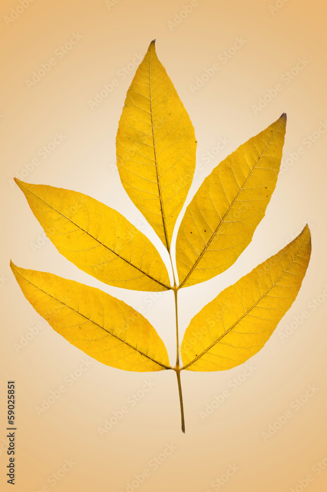 Ash leaves in Autumn Ash leaves in Autumn