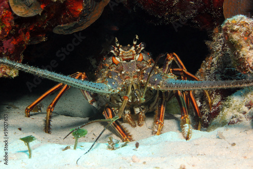 Caribbean Spiny Lobster, Cozumel, Mexico