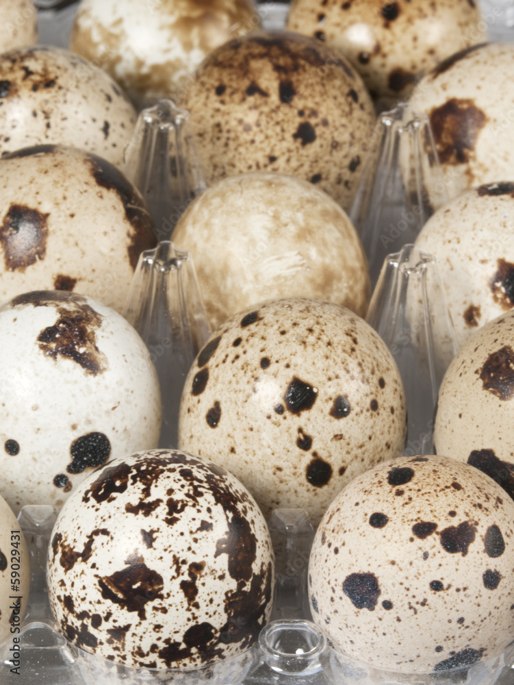 Obraz premium Quail eggs