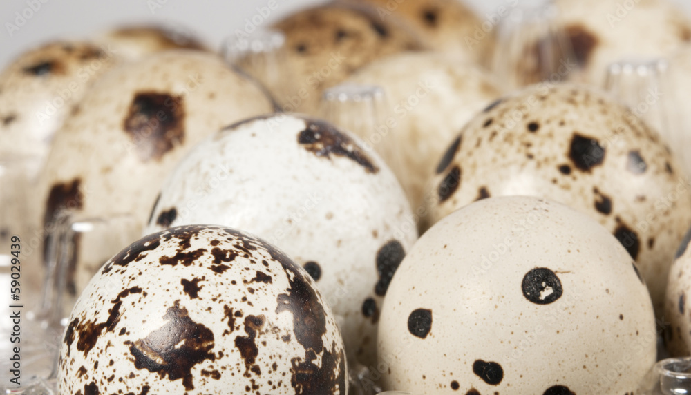 Obraz premium Quail eggs