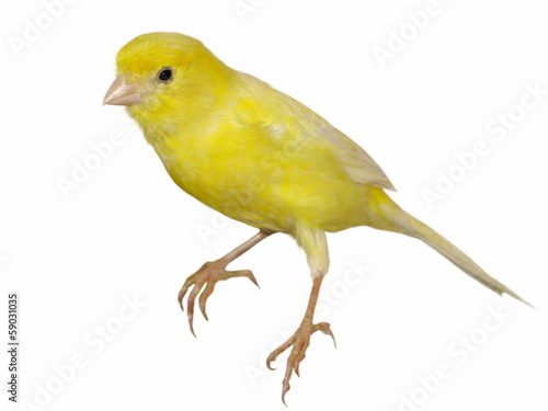 Yellow canary Serinus canaria isolated on white background photo